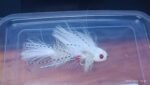 ARTICULATED WHITE SEX DUGION BASS ( FOR 12 PIECES) - Image 2